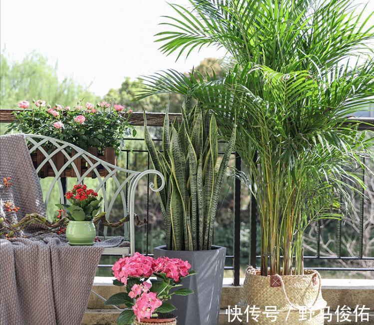 橡皮树|客厅养花,就养“大树”,2年长成“绿巨人”,优雅漂亮,品位佳