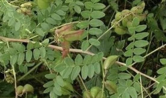 宝贝|乡下一种珍贵草，人称“黄人参”，地下根茎是宝贝，看到别忽视