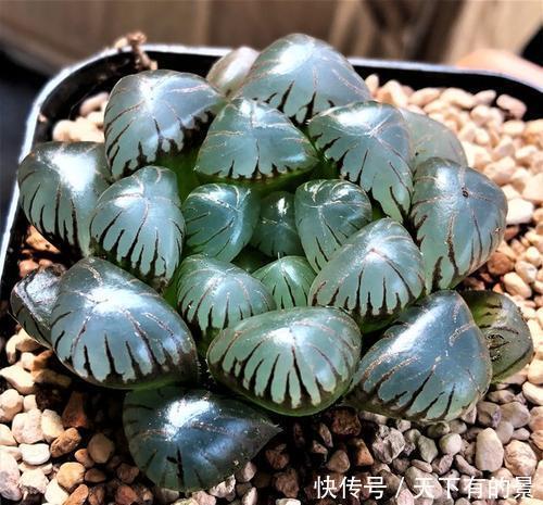 多肉都耐旱?3种喜水多肉,一天不浇旱得慌,多浇水才能撒欢长!