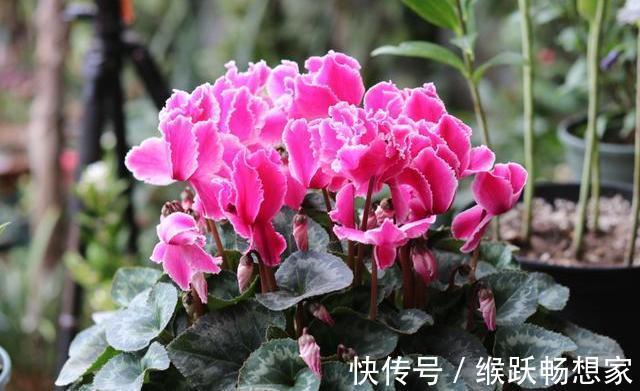 秋天不知养啥花栽几盆“年宵花卉”,现在栽培,过年就能赏花