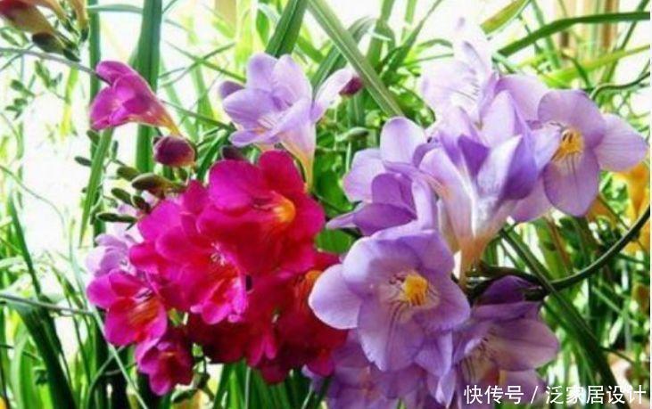 几款花卉,花艳易爆盆开花一茬茬,花朵娇艳美丽