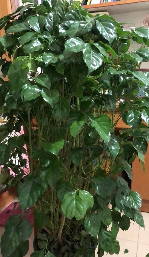 叶子|幸福树哗哗掉叶子怎么办?注意这四点,摆脱掉叶问题!