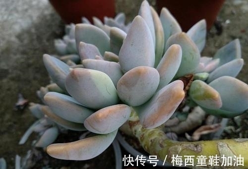 烂根|多肉植物出现3个症状,赶快换盆换土,催一圈侧芽,养成小老桩!