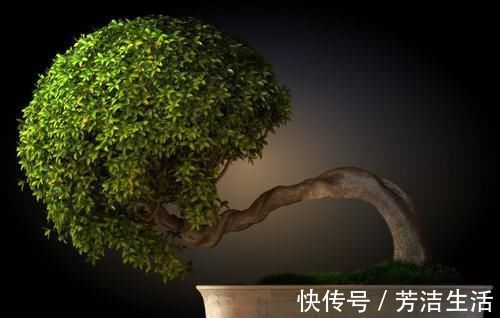 养分|盆景桩材养坯、上盆,基质里加河沙,不仅提高生存率,还促生长