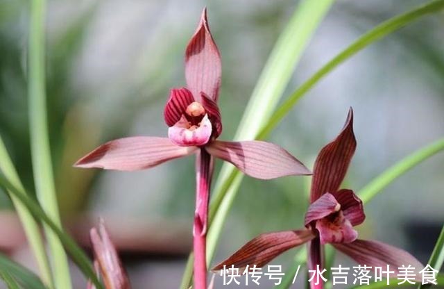 这款兰花,是“老花匠”的最爱,香味馥郁,越看越觉得美!