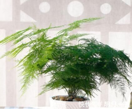植物油|厨房里的“小东西”,拿来养文竹,比绿萝长得快,分分钟成盆景