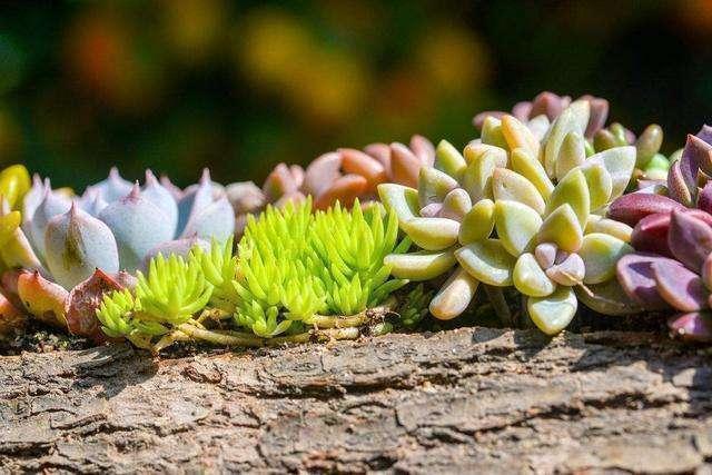 多肉|早知道多肉“叶插”是这样,我也不至于都养死,花了太多冤枉钱