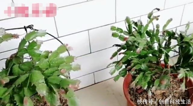 蟹爪兰嫁接之后不爆盆叶片上面有窍门,你想知道么!