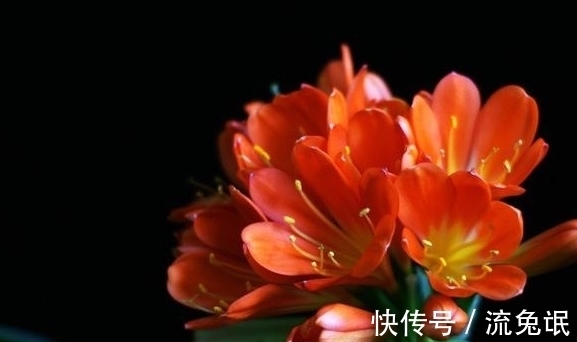 根系|如何判断君子兰需要换盆了,看准这些