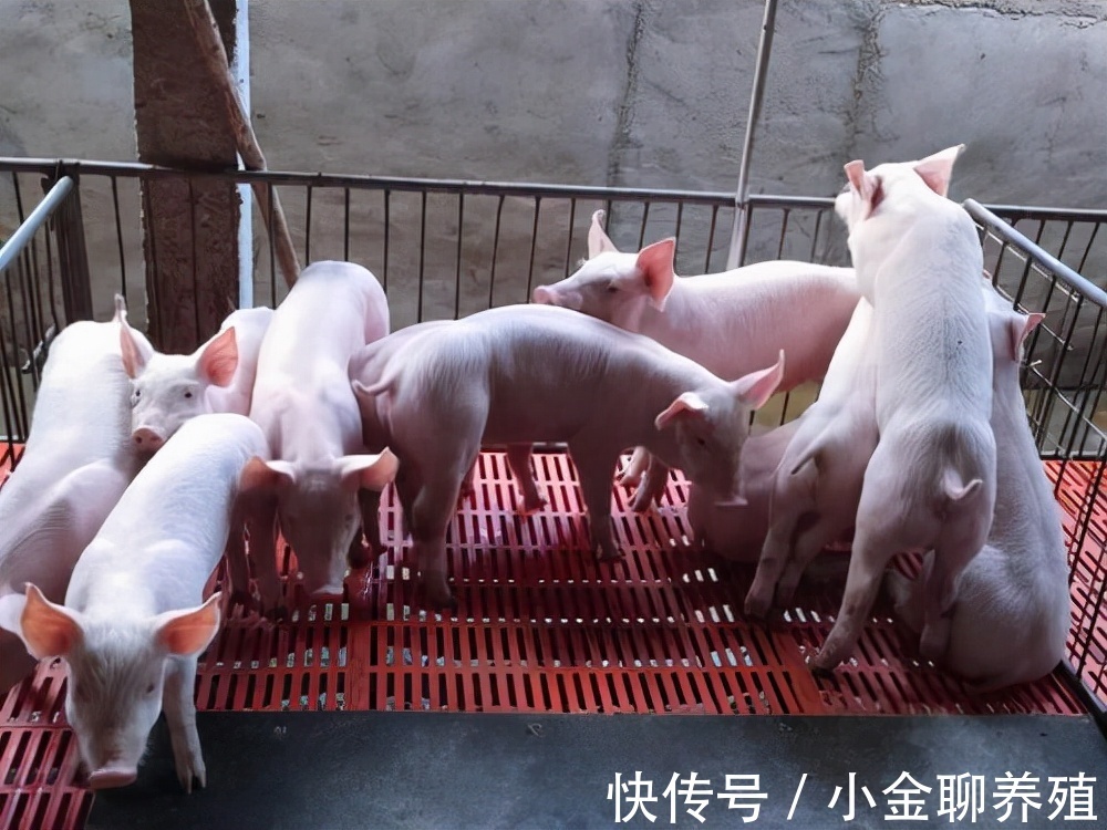 腹泻|仔猪腹泻的原因有哪些?引起仔猪腹泻的主要原因有哪些?