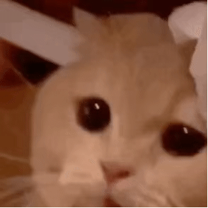 |搞笑图集:大学信息采集的黑发要求,逼疯校门口的洗发师