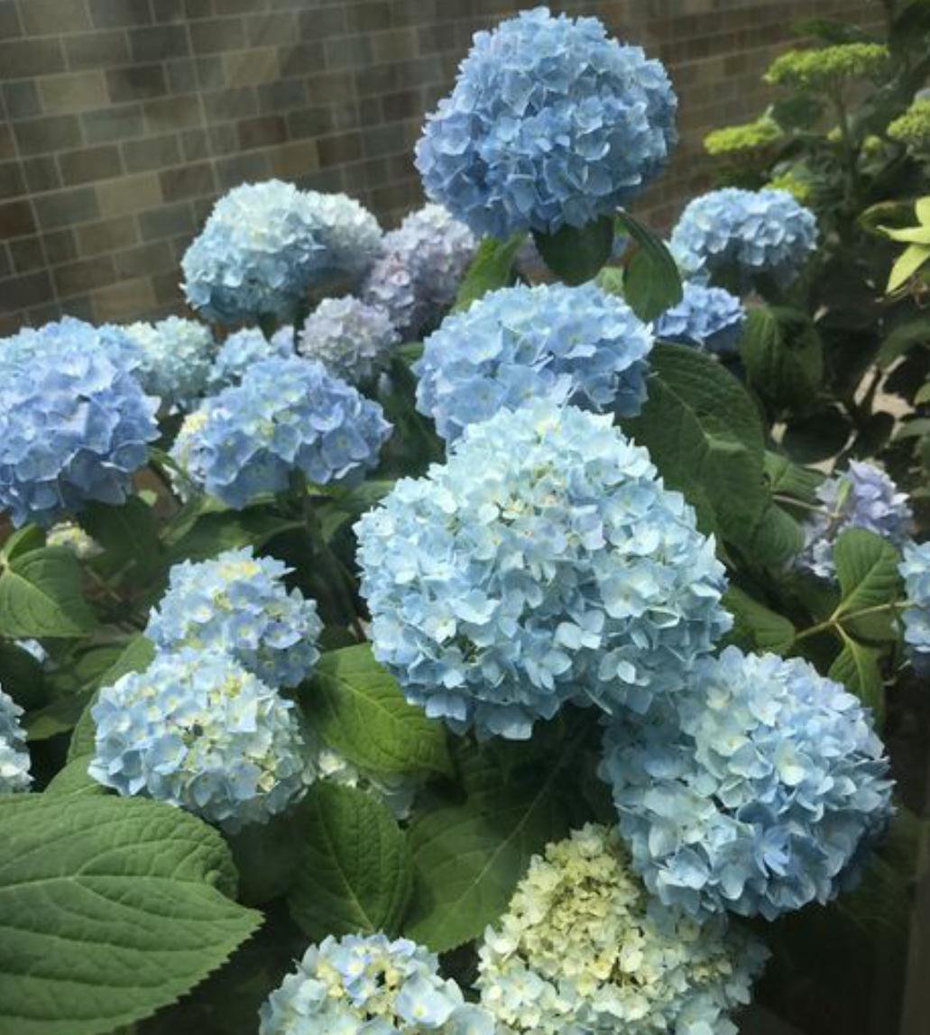 这五种花别再修剪,老枝条长势稳,秋冬花芽多