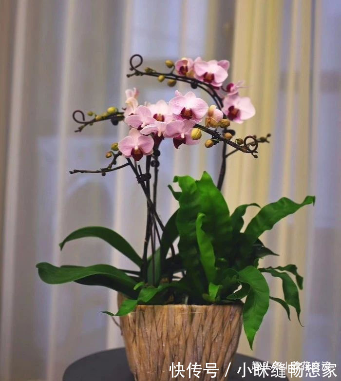 养护国兰和洋兰的几个基本技巧,学会浇水,盆栽养窗台边就好活