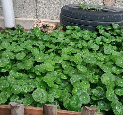 铜钱草养不好，给你支一招，只需做好两点就够了