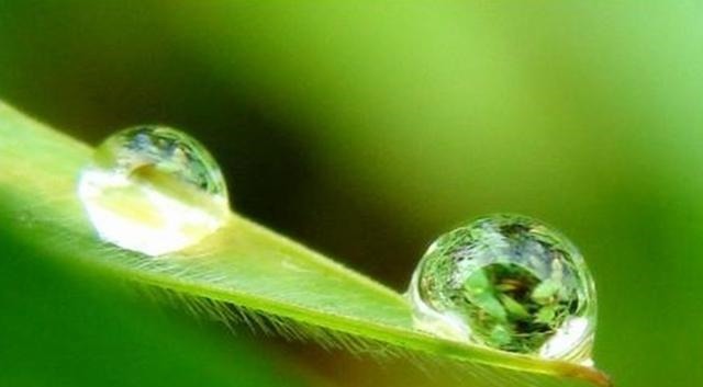  唐文宗|古人口中的圣水“甘露”，竟然是这种虫子的排泄物，人类还抢着喝