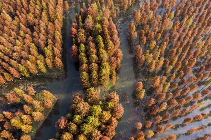 地杉树林景|美图｜湿地杉林色彩斑斓