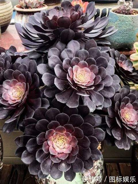 遇见,是一生!遇见多肉,是我的余生和全部!