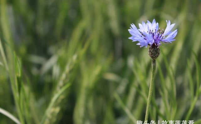 执子之手|两周后，一纸婚约，牵绊三千，执子之手，共度余生，携手一生