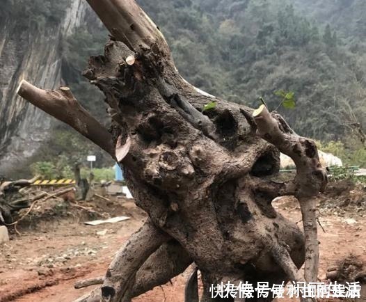 授粉|别再养发财树、金钱树了,此种树,山上“挖1棵”,养成老桩值钱!