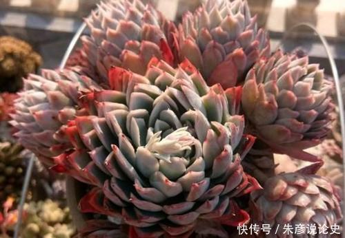 开春多肉长花箭,剪掉好还是保留好?教你正确处理!