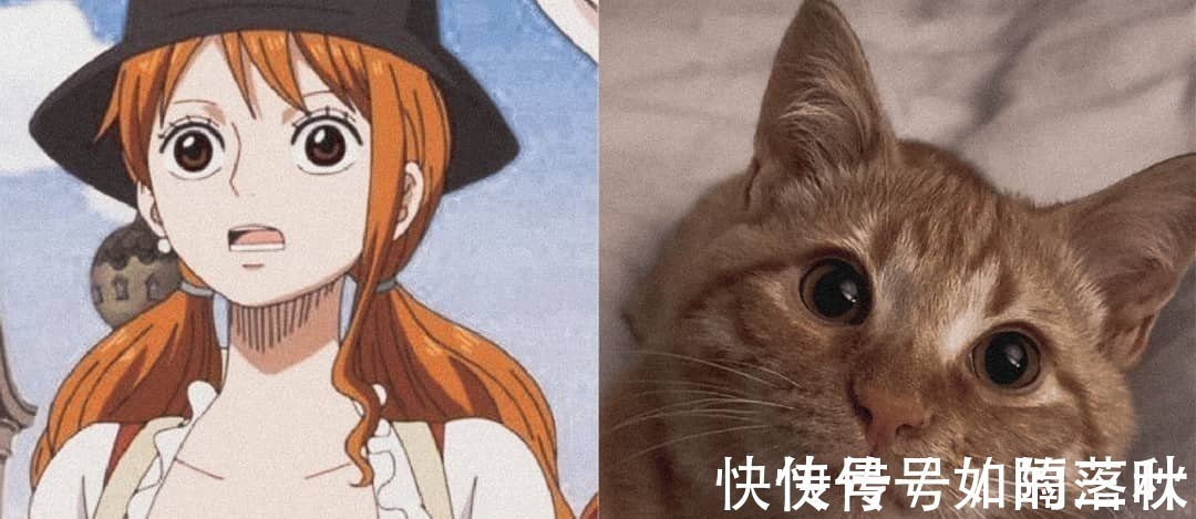 橘猫|海贼王当娜美和橘喵神同步,你更喜欢谁小贼猫才是众人所爱