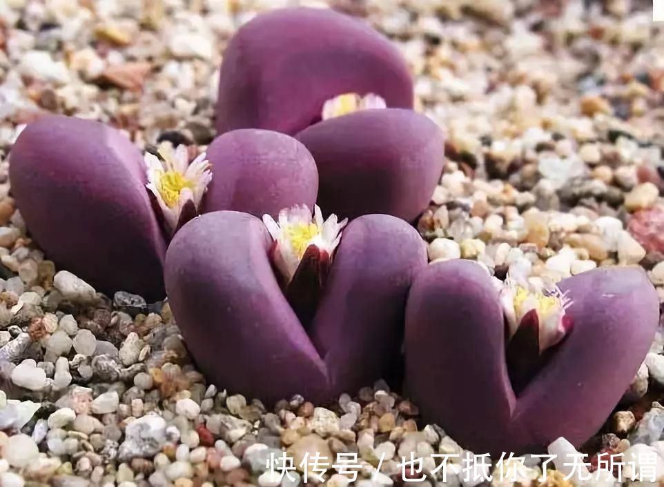 龟甲牡丹|世界上最名贵的花,一盆就是一座房子!