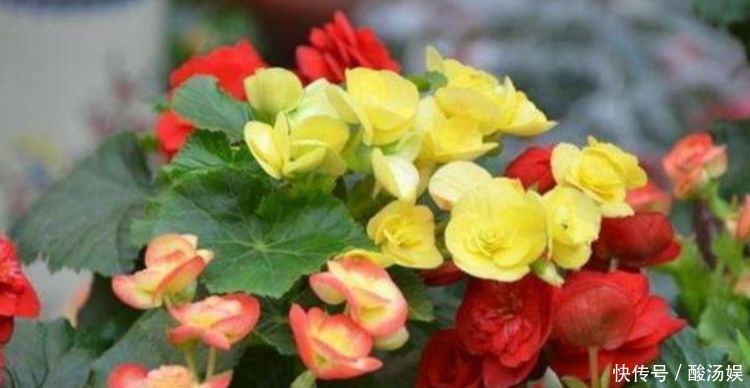 4种花“喜欢”晒太阳,越晒长得越旺,开花越多,1个月就爆盆