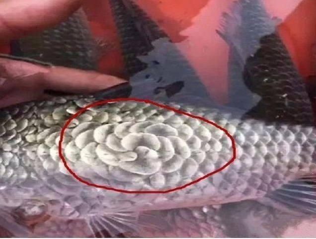 小伙河边钓鱼,发现钓上的鱼不对劲,小伙瞧了一下鱼鳞,赶快放生