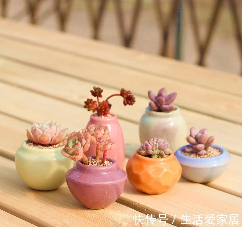 能把拇指多肉养活养好，那你离大神就不远了