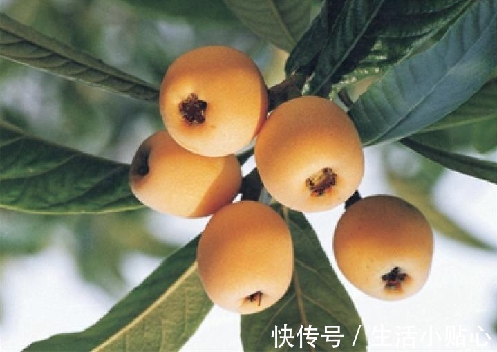 咳嗽|肺肾相辅相成母病及子，若是肺肾不好，则会气虚肺弱咳嗽不止