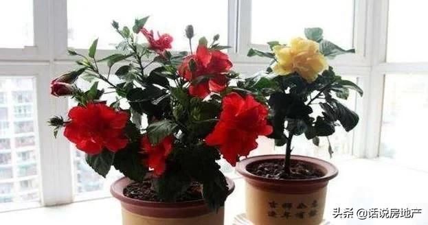 疯长|这种过期药片扔花盆里,不管多蔫的花一个劲疯长,不黄叶不烂根