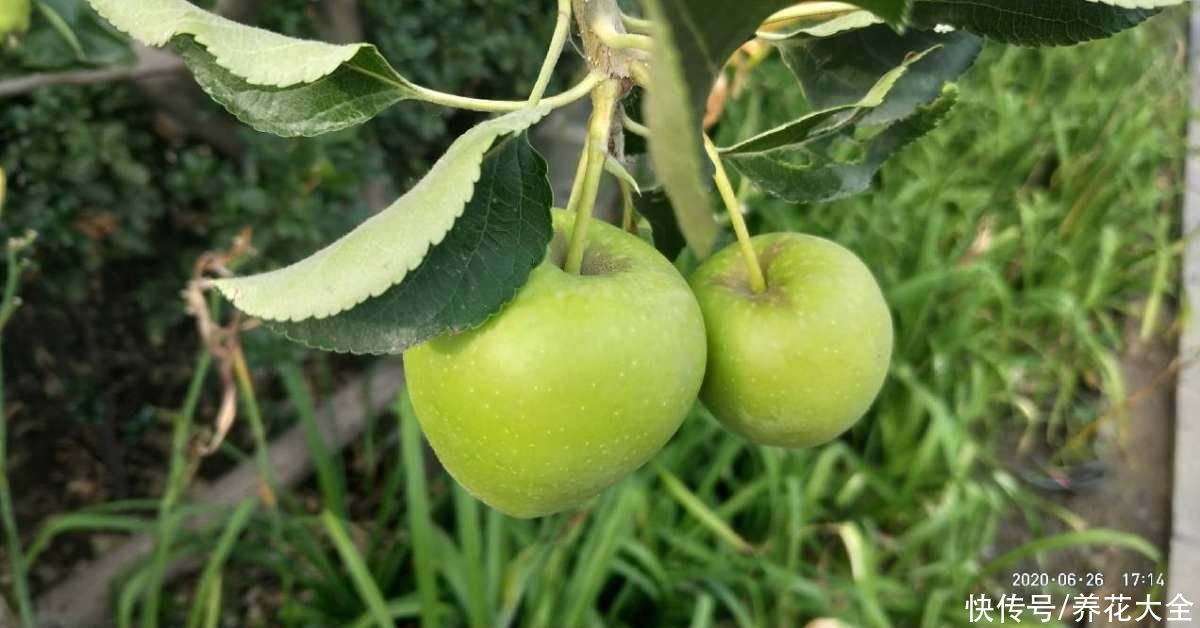 修剪|1棵苹果树,学会这6步,变成“高级”盆景