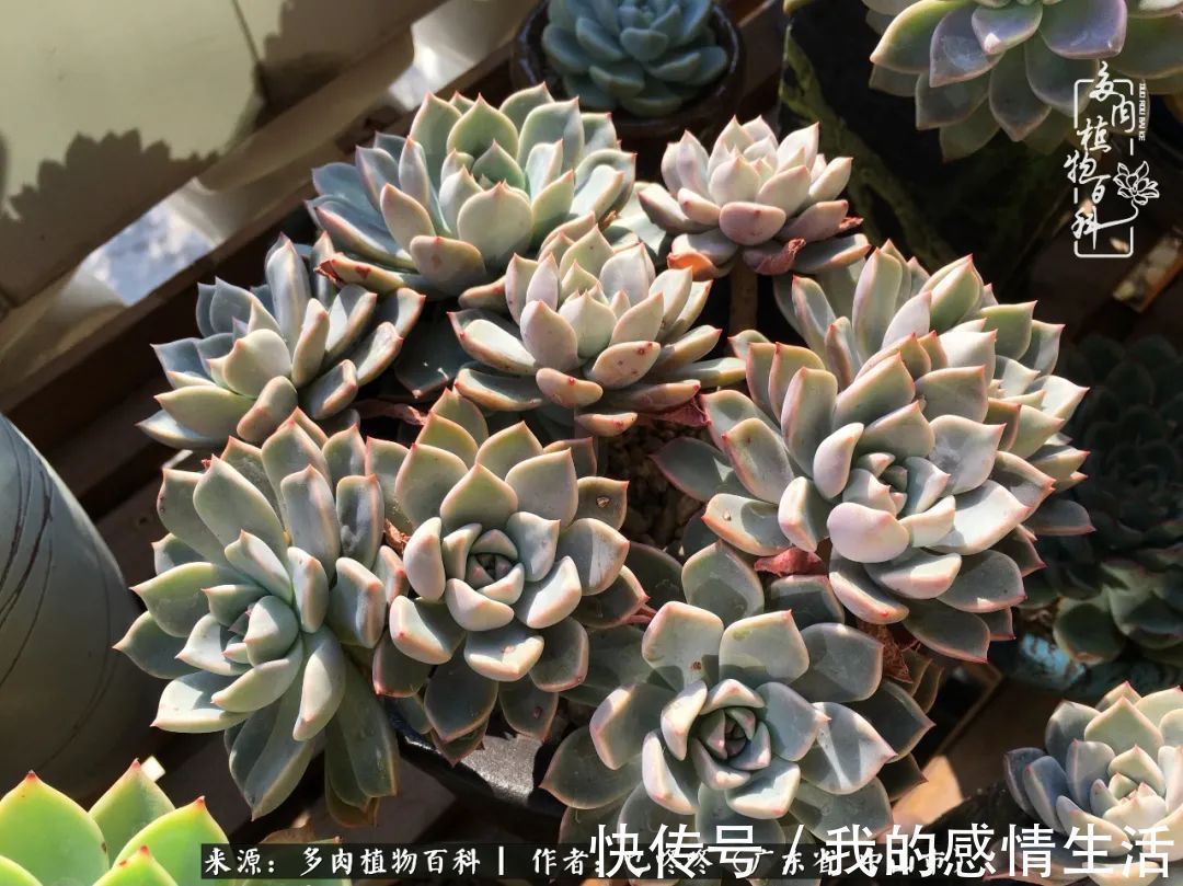 养多肉的路上患得患失，却依然如最初般热爱！