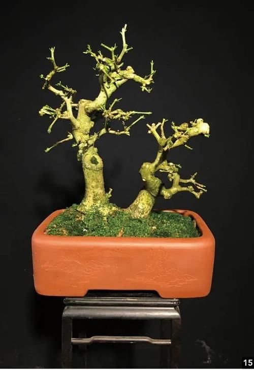 双干式盆景不一定要连体，两株对节白蜡即能成双杆，要不试试？