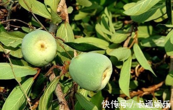 薛荔|农村一种植物,果实像秤砣,曾是儿时的零食,现在才知道它的价值