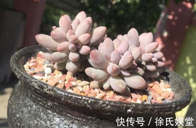 口杯|养多肉植物用多大的盆才算合适教你这样挑选,把多肉养成爆盆