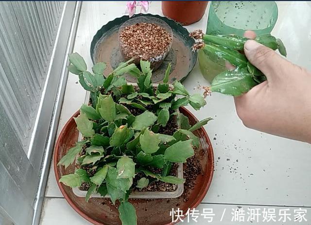 生根|扦插“蟹爪兰”,生根后快“挪窝”,挪一棵爆一盆
