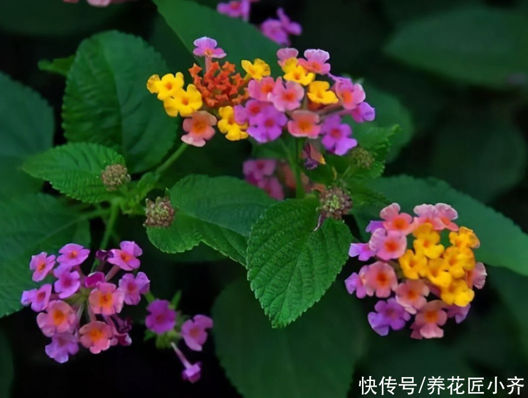 艾草|进入夏季蚊虫变多，养上几盆“驱蚊花”，不仅能观赏，还能驱蚊草