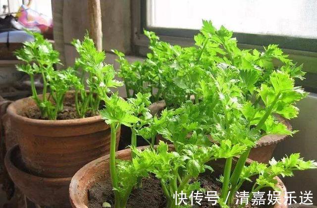 漂亮|厨房吃不完的5种菜,种“花盆里”,变盆景开花美,能吃好几茬