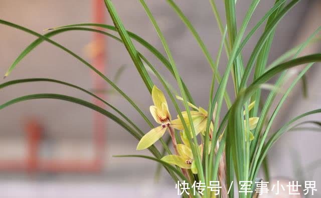 奥绿|兰花和其他花卉在养殖上有不同之处,需要做好这两个方面的工作