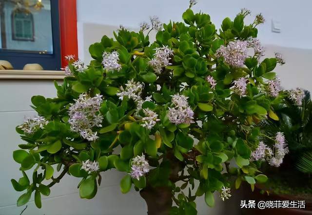 玉树长得慢,还不开花记住“4字诀”,长成老桩满树花