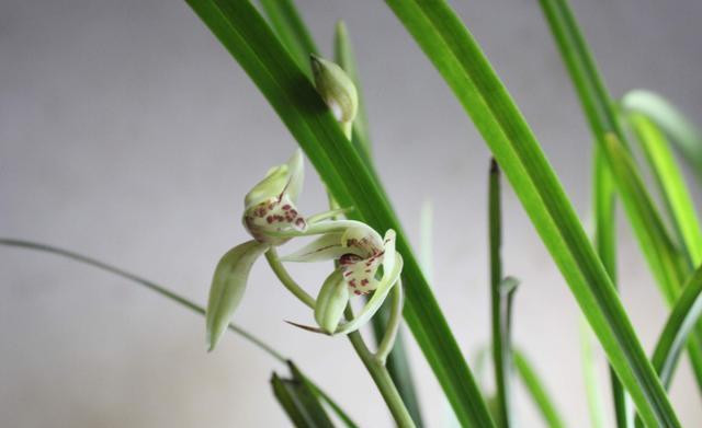 兰花花期过后,要不要剪花,要的话,该怎么剪