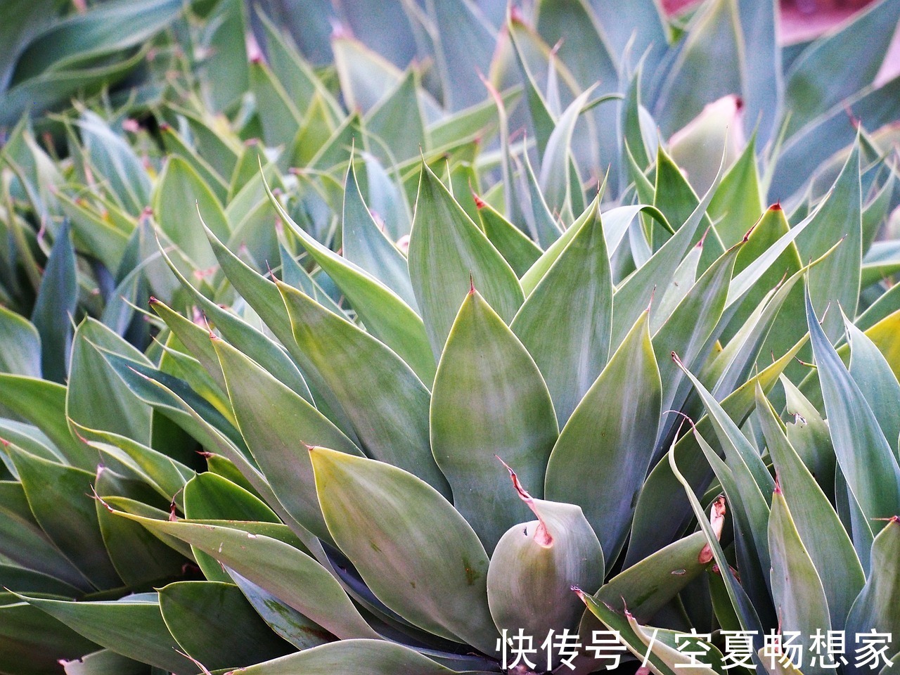 濯清涟而不妖|此花是等待凤凰涅槃而出现的产物,对生活充满希望,极具夏天主义