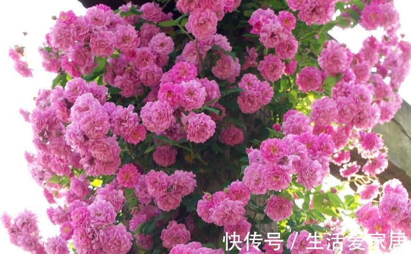 笋芽|月季这样养，轻松变花墙，一颗就能变出一片花海