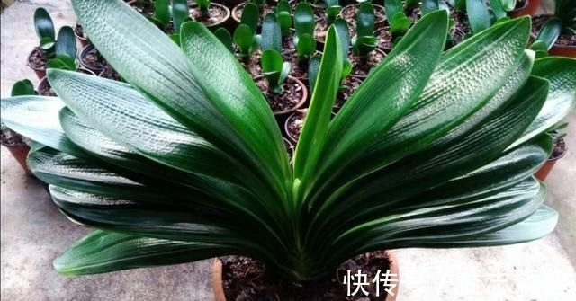 植株|君子兰叶子出现褶皱，3个方面没有做好，应及时改正