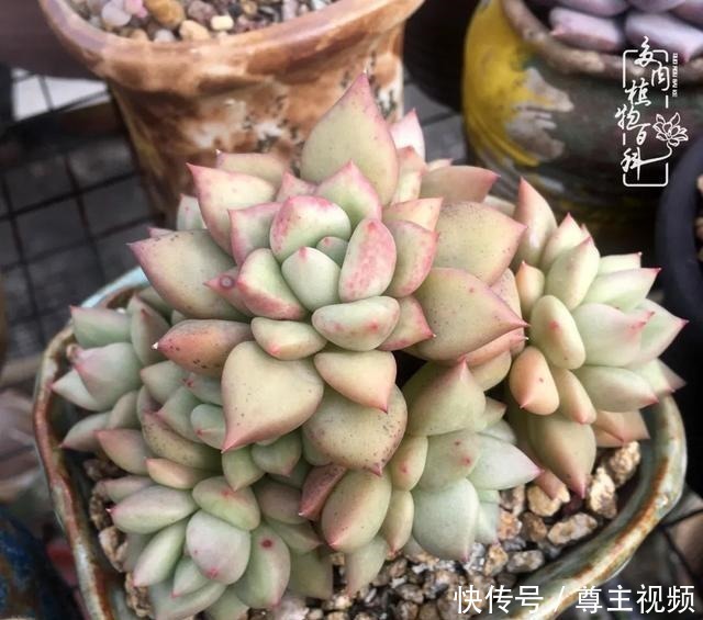 百科|养多肉三年多,初见惊鸿!累并快乐着!养多肉三年多,初见惊鸿!累并快乐着!