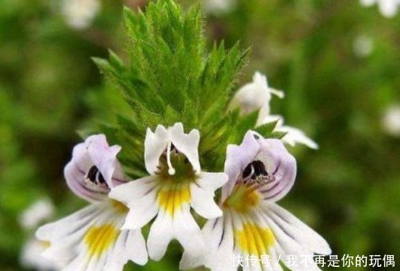 喜欢养花，不如养盆玛丽玫瑰，可媲美牡丹，是盆栽佳品