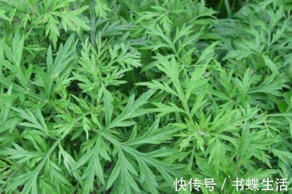 颈淋巴结结核|田间地头的四大“救命”草药，你天天踩它，却不知它的神奇功效