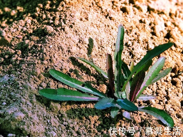 吃法|68种野菜图片,教你认识不同的野菜和吃法,你想要的野菜这里都有