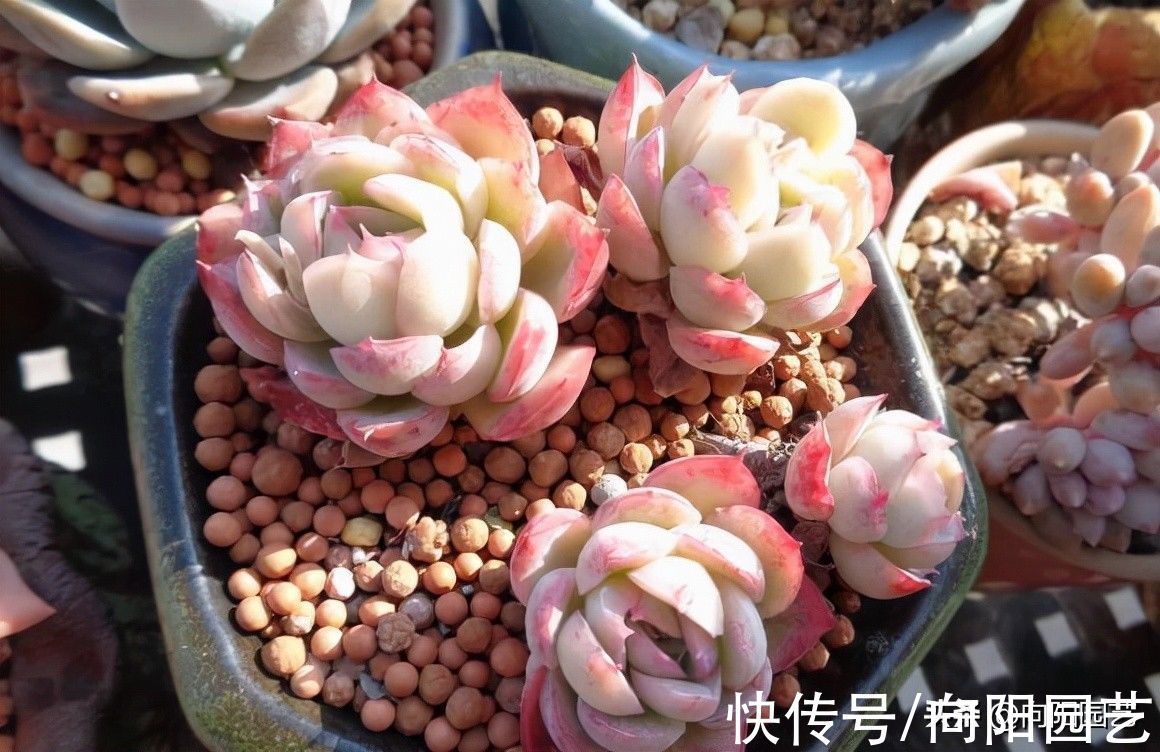 多肉|多肉养得越久越值钱,1块钱的长生草,3年时间,养到爆盆